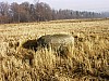 35-11_29.11.2006.jpg